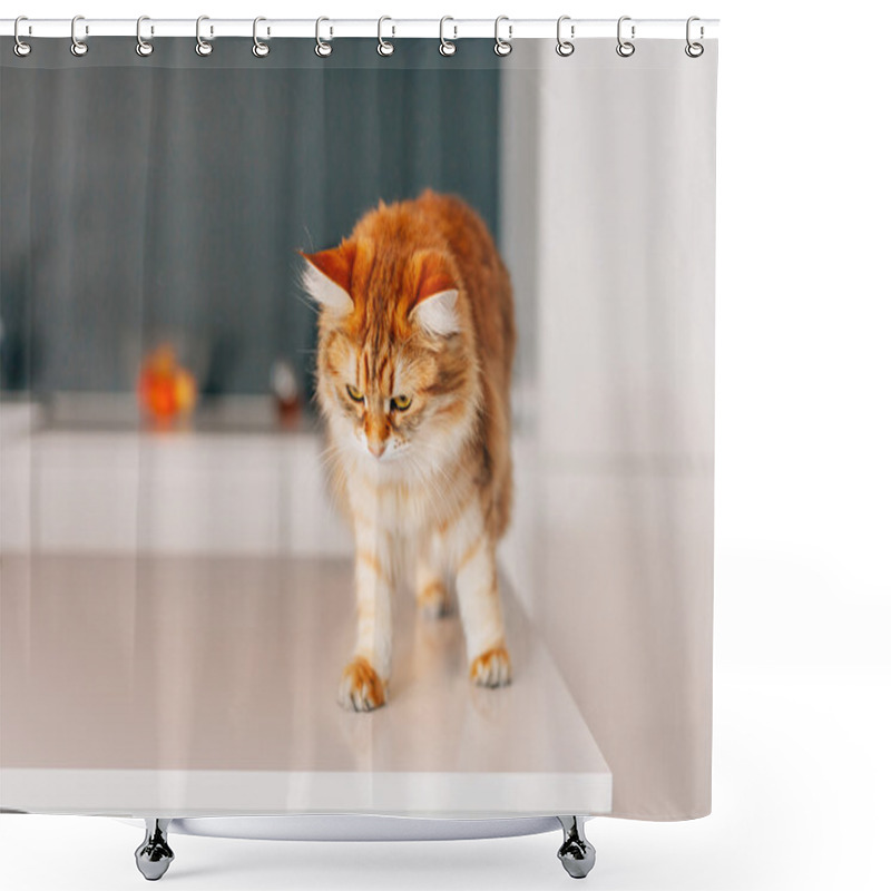 Personality  Ginger Big Cat Walking On A White Kitchen Table.  Shower Curtains