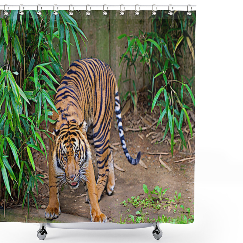 Personality  Crouching Tiger Shower Curtains