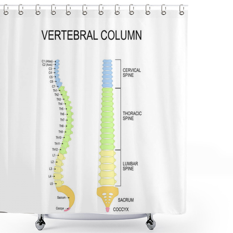 Personality  Vertebral Column. Numbering Order Of The Vertebrae Of The Human  Shower Curtains