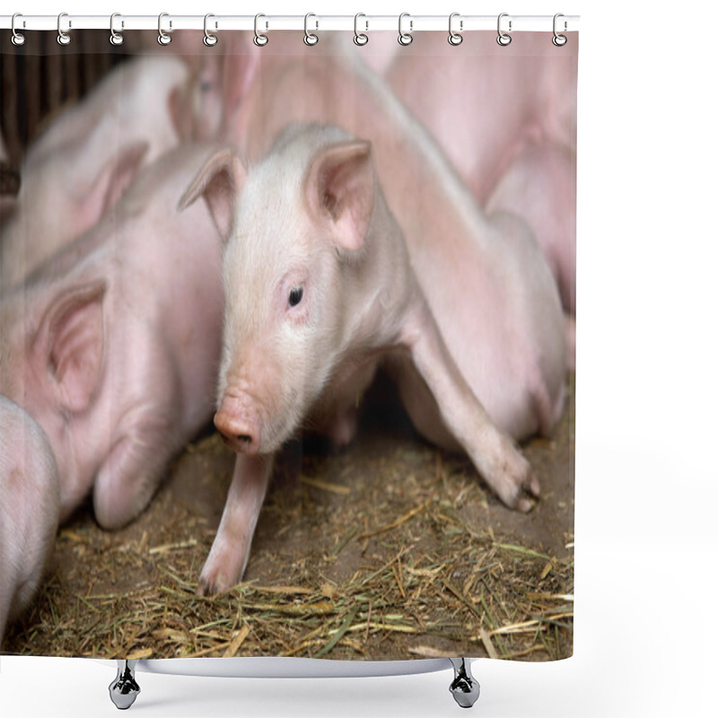 Personality  Little Piglets  Shower Curtains