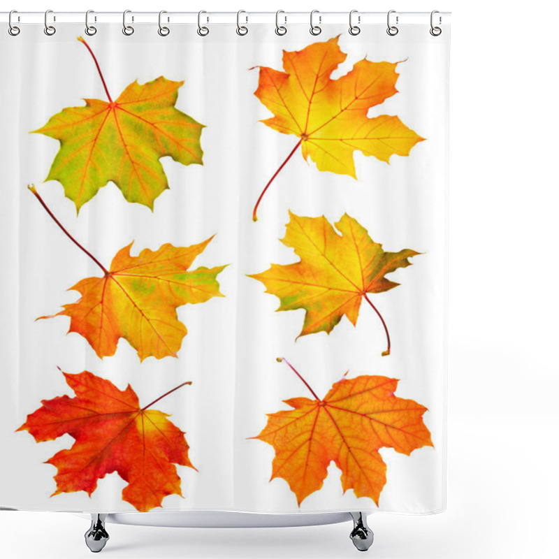 Personality  Several Fall Maple Leaves Isolated On White Background Shower Curtains