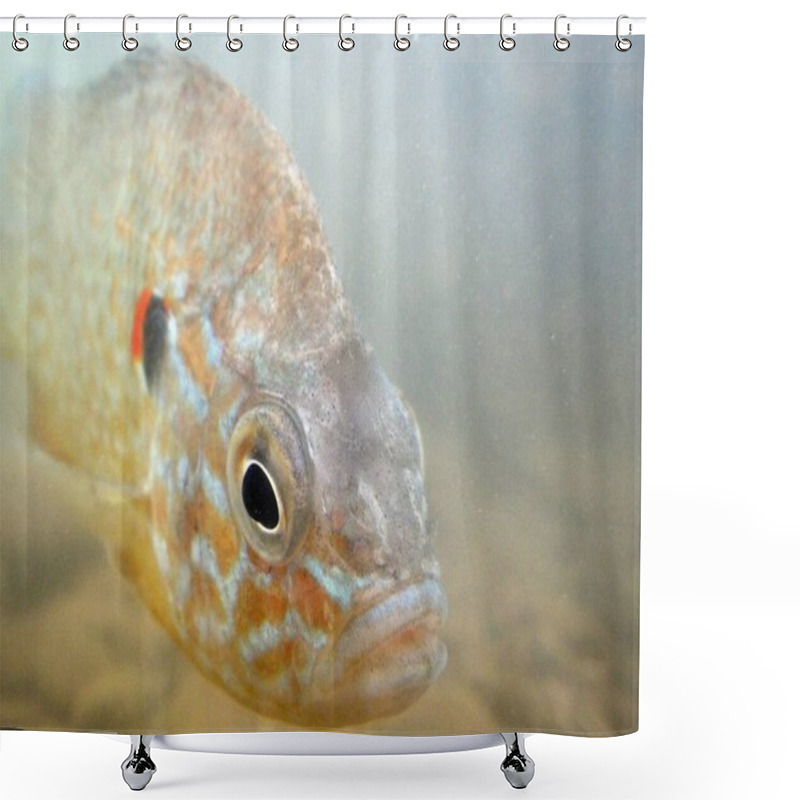 Personality  Head Of A Sunfish (Lepomis Gibbosus) An Invasive Species In Spain And The Rest Of Europe. Specimen From The River Guadiana. Shower Curtains