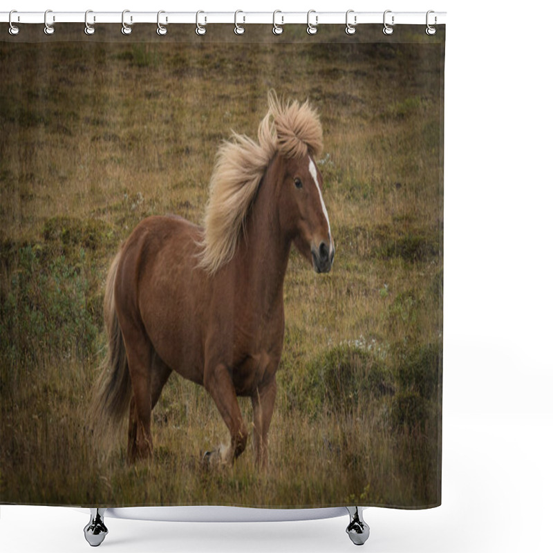 Personality  Iceland Horse (Equus Caballus), Traditional Horse From The Icelandic Island, Running, Showing His Nice Rame. Shower Curtains