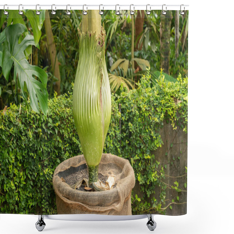 Personality  Zurich, Switzerland, May 22, 2023 Titan Arum Or Amorphophallus Titanum Flower At The Botanical Garden Shower Curtains