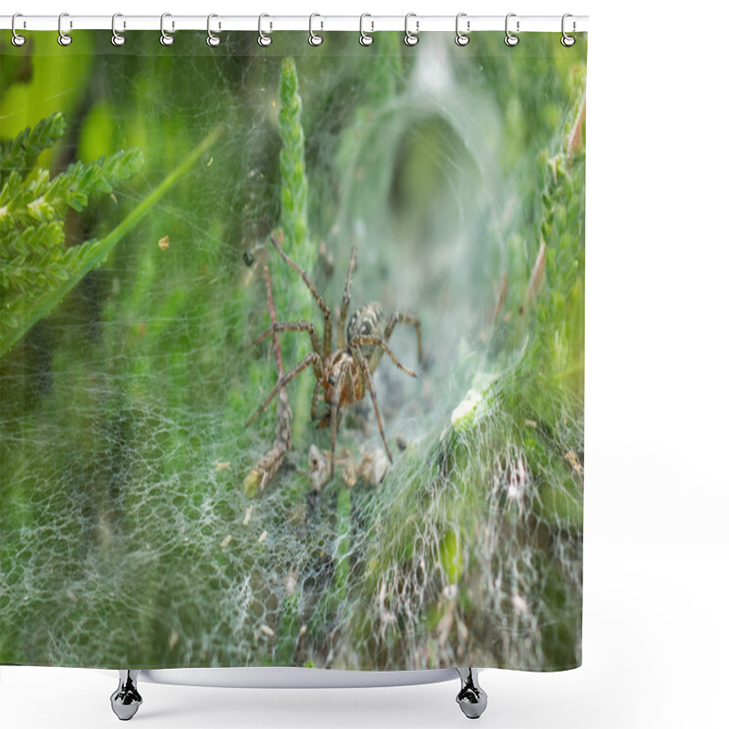 Personality  Labyrinth Spider (Agelena Labyrinthica) In Its Web Shower Curtains