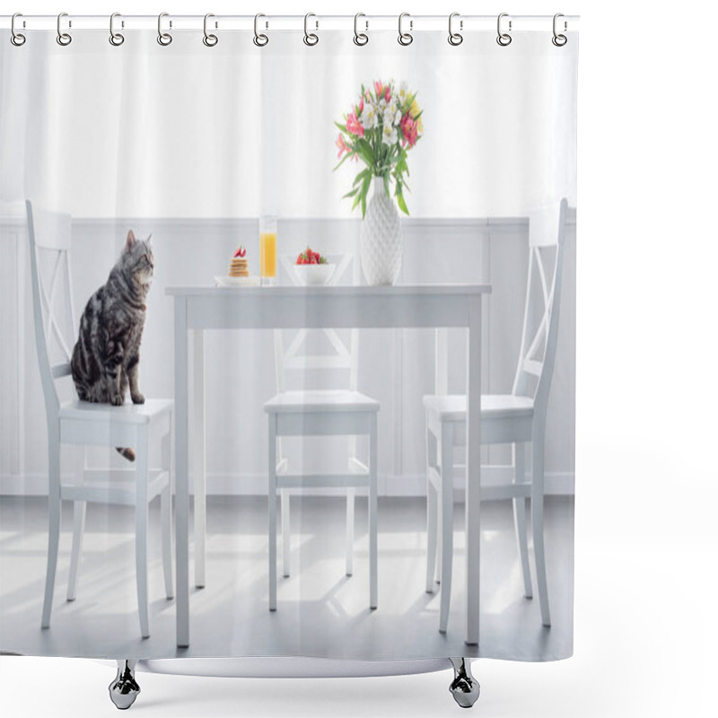 Personality  Adorable Scottish Straight Cat Sitting On Chair Near Table With Breakfast Shower Curtains