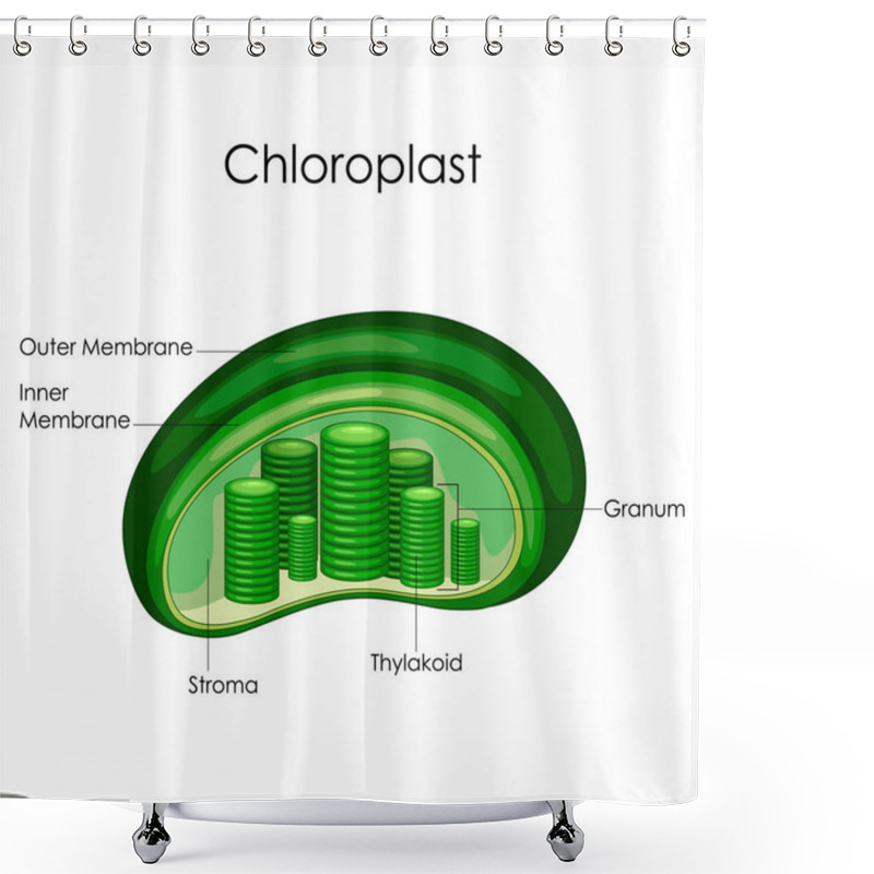 Personality  Education Chart Of Biology For Chloroplast Diagram Shower Curtains