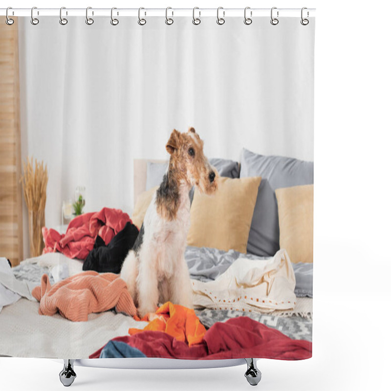 Personality  Wirehaired Fox Terrier Sitting On Messy Bed Around Clothes Shower Curtains