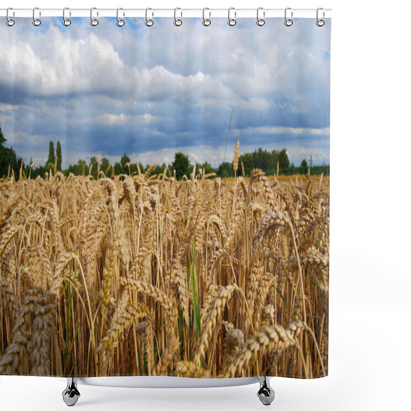 Personality  Wheat Field - View Of Wheat Spikes Shower Curtains