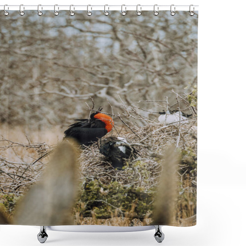 Personality  Magnificent frigatebirds perching on branches at North Seymour, Galapagos, Ecuador. shower curtains