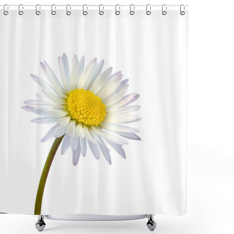 Personality  White Common Daisy Flower Isolated Shower Curtains