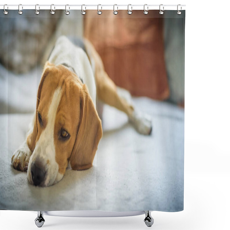 Personality  Beagle Dog Rests On A Sofa In Living Room Shower Curtains