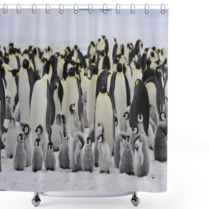 Personality  Emperor Penguins With Chick Shower Curtains