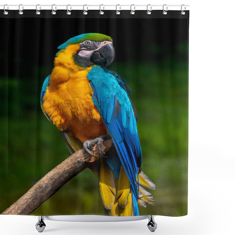 Personality  Parrot Bird (Severe Macaw) Sitting On The Branch  Shower Curtains