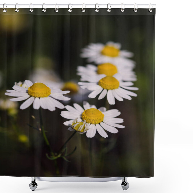 Personality  Group Of Daisy Flowers In Italy Shower Curtains