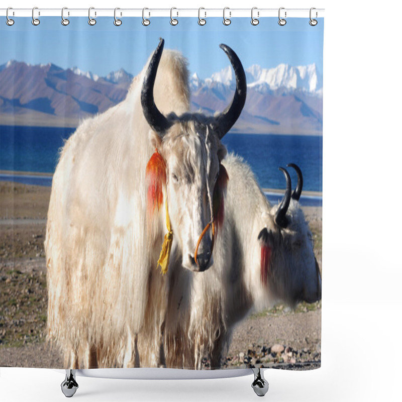 Personality  Tibetan White Yaks At Lakeside Shower Curtains