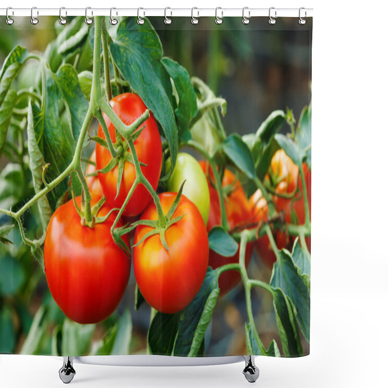 Personality  Ripe Tomato Cluster In Greenhouse Shower Curtains