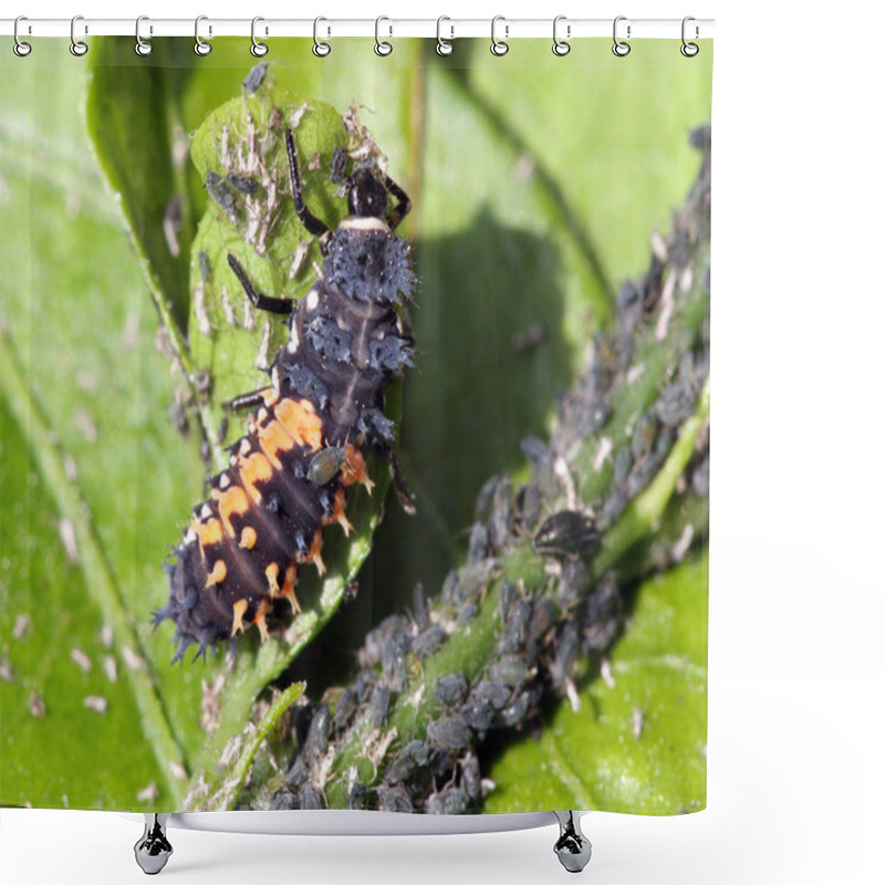 Personality  Closeup View Of Cute Ladybug Insect Shower Curtains