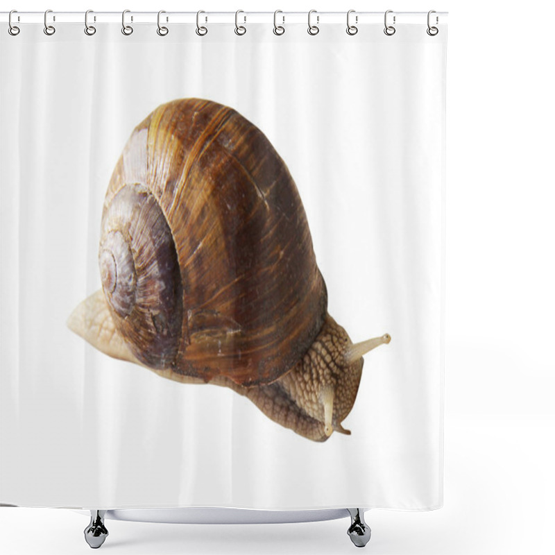 Personality  Snail Shower Curtains