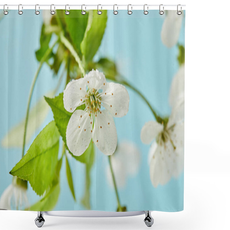 Personality  Close-up Shot Of Beautiful Cherry Flower Covered With Water Drops Isolated On Blue Shower Curtains