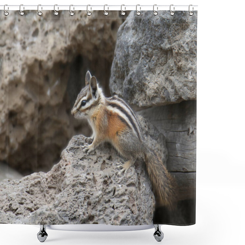 Personality  Cliff Chipmunk (tamias Dorsalis) Shower Curtains