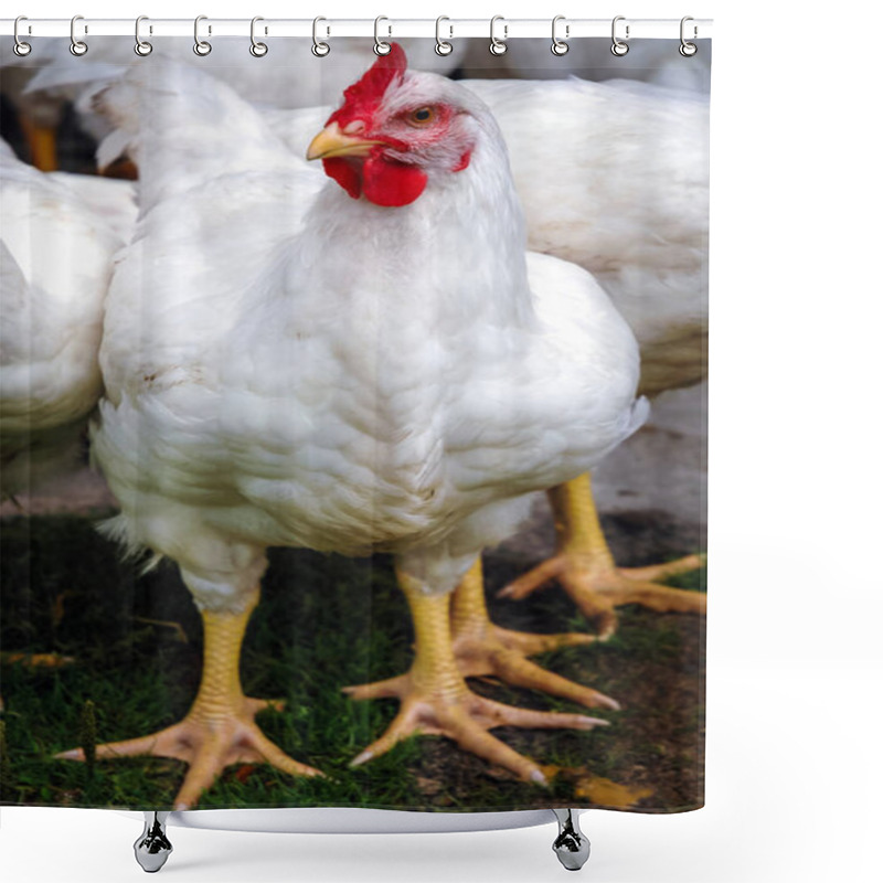 Personality  Chickens In Poland Shower Curtains