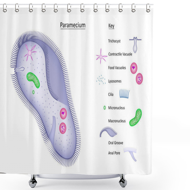 Personality  Paramecium With Key Shower Curtains