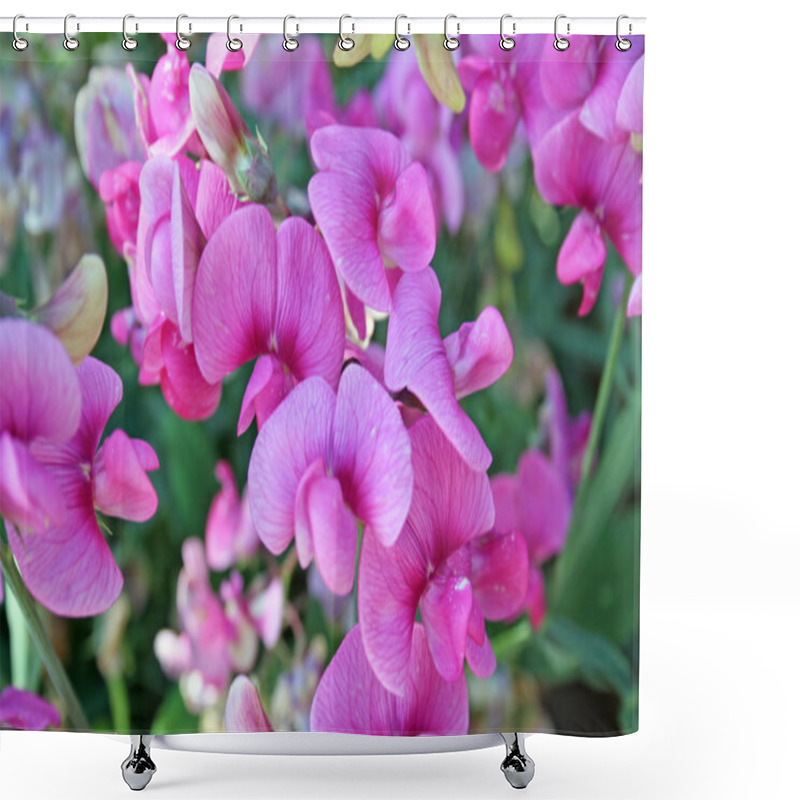 Personality  Sweetpea Flowers Shower Curtains