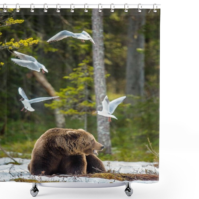 Personality  Seagulls (Black-headed Gull (Larus Ridibundus) And Adult Male Of Brown Bear (Ursus Arctos) On The Snow In Spring Forest. Shower Curtains