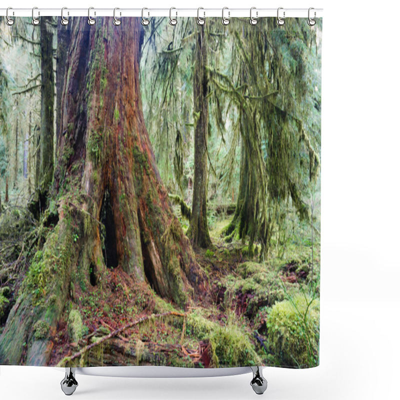 Personality  Giant Red Cedar Tree Stump Moss Covered Growth Hoh Rainforest Shower Curtains