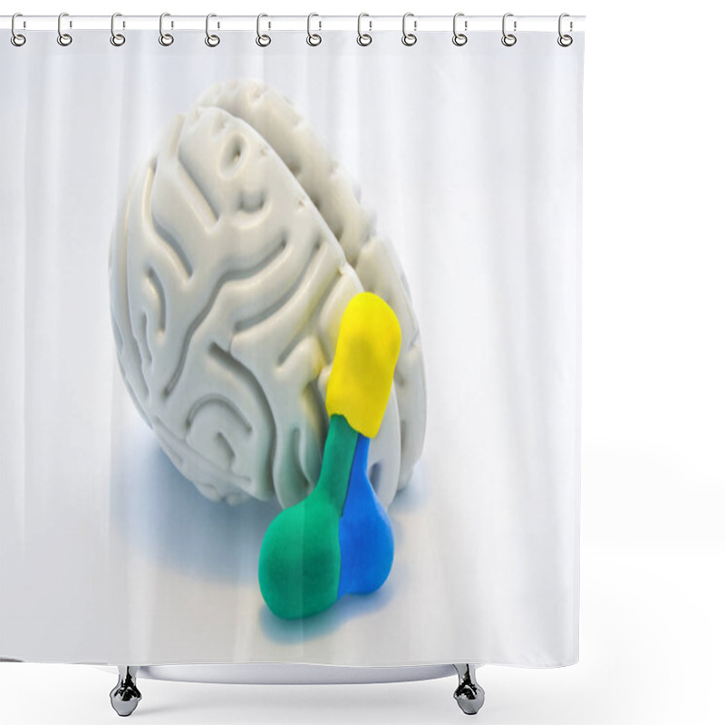 Personality  Brain And Hypothalamus With Pituitary Gland. Educational Concept Images Consisting Of Two Anatomical Models Of The Brain And The Pituitary Gland With Fractional - Adenohypophysis And Neurohypophysis  Shower Curtains