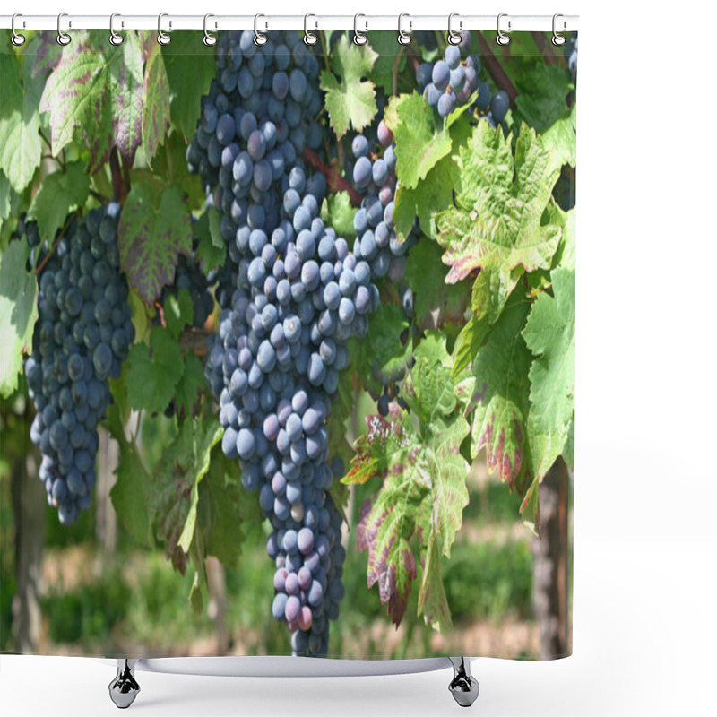 Personality  Grapevines, Grapes Growing On Tree, Fruits Tree Flora  Shower Curtains