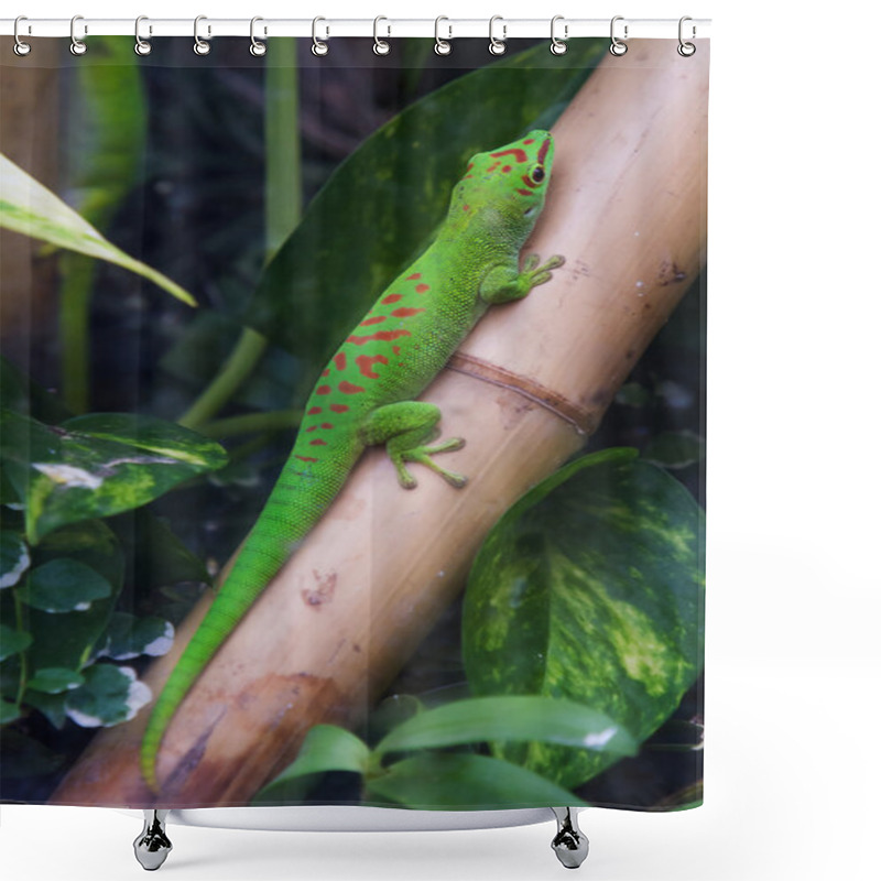 Personality  Madagascar Giant Day Gecko Shower Curtains