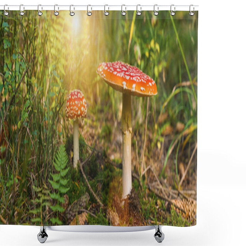 Personality  Toxic And Hallucinogen Mushroom Fly Agaric In Grass On Autumn Forest Background. Red Poisonous Amanita Muscaria Fungus Macro Close Up In Natural Environment. Inspirational Natural Landscape Shower Curtains