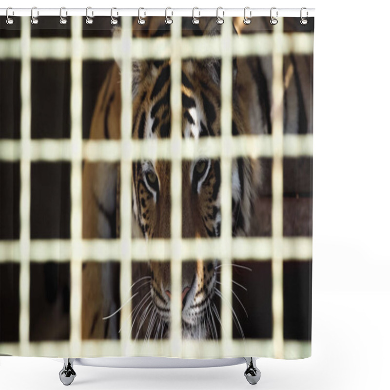 Personality  Striped Tiger Looking At Camera Through Cage With Blurred Foreground  Shower Curtains