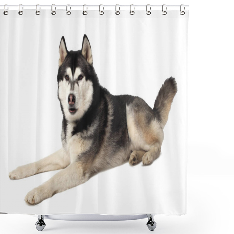 Personality  Black Boy Siberian Husky Lies On A White Background. Shower Curtains