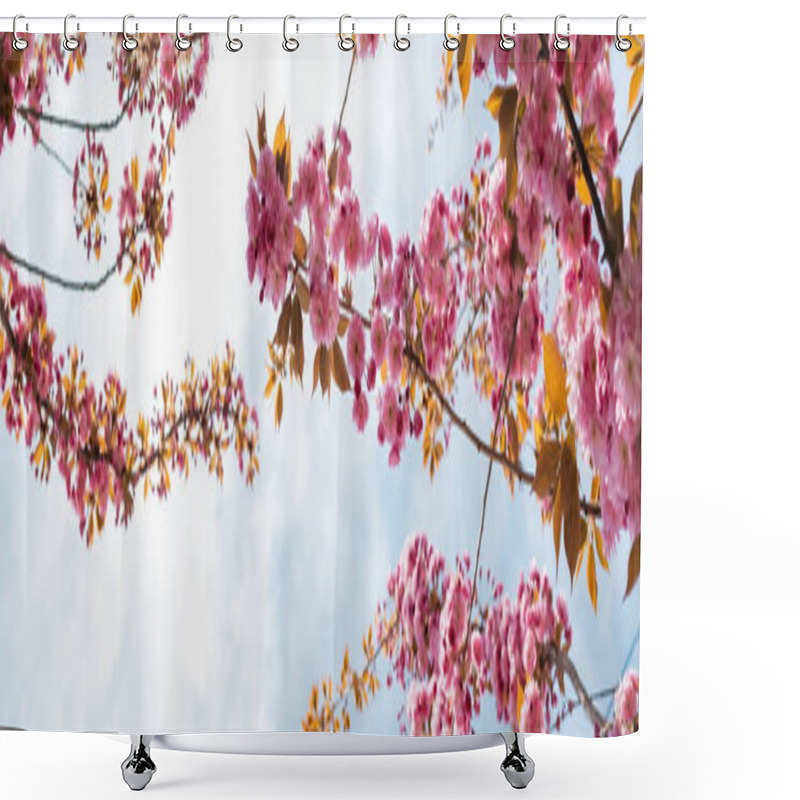 Personality  Bottom View Of Blooming Pink Flowers On Branches Of Cherry Tree Against Sky, Banner Shower Curtains