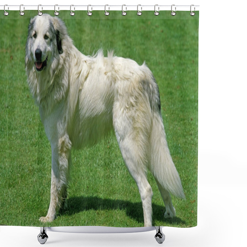 Personality  Great Pyrenees Dog Or Pyrenean Mountaing Dog     Shower Curtains