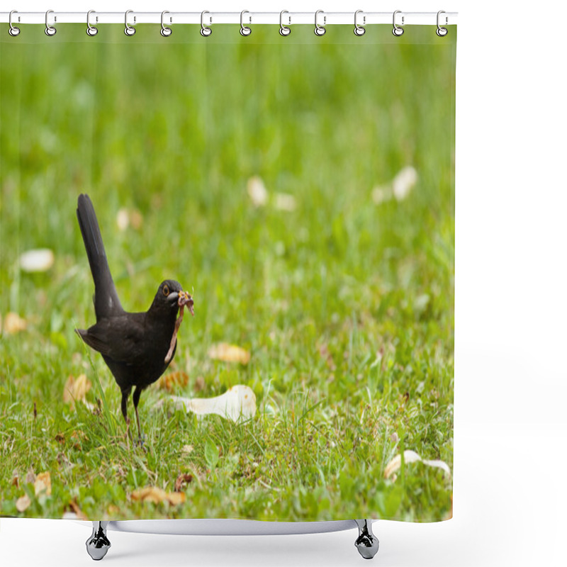 Personality  Blackbird On A Meadow Shower Curtains