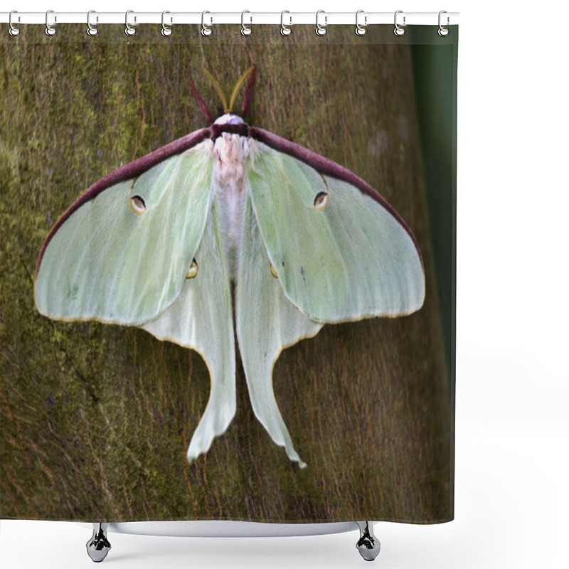 Personality  Luna Moth Close Up Shower Curtains