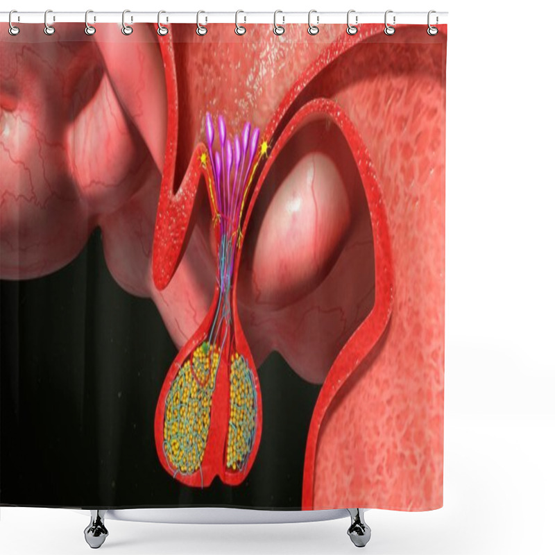 Personality  Pituitary Gland Anatomy Shower Curtains