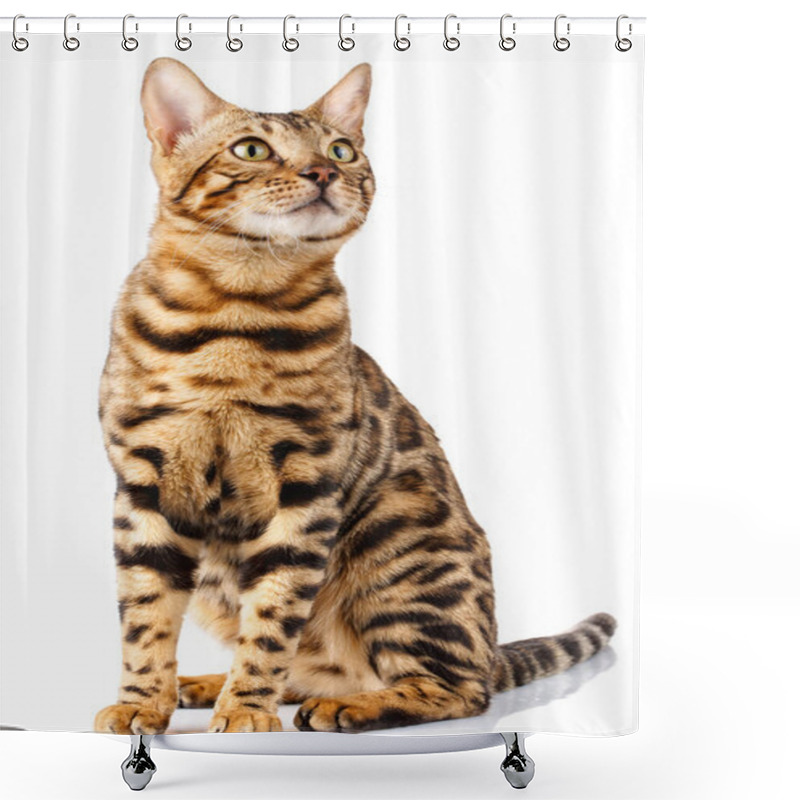 Personality  Bengal Cat On White Background Quietly Sits And Looks Up With Interest Shower Curtains