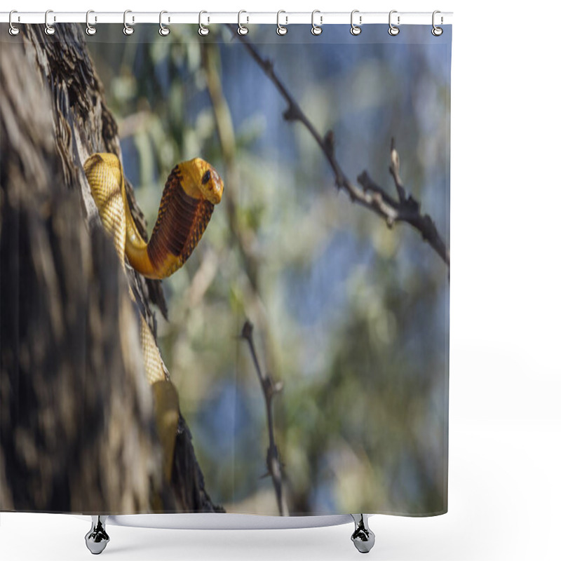 Personality  Cape Cobra In Tree Trunk In Attack In Kgalagadi Transfrontier Park, South Africa; Specie Naja Nivea Family Of Elapidae Shower Curtains