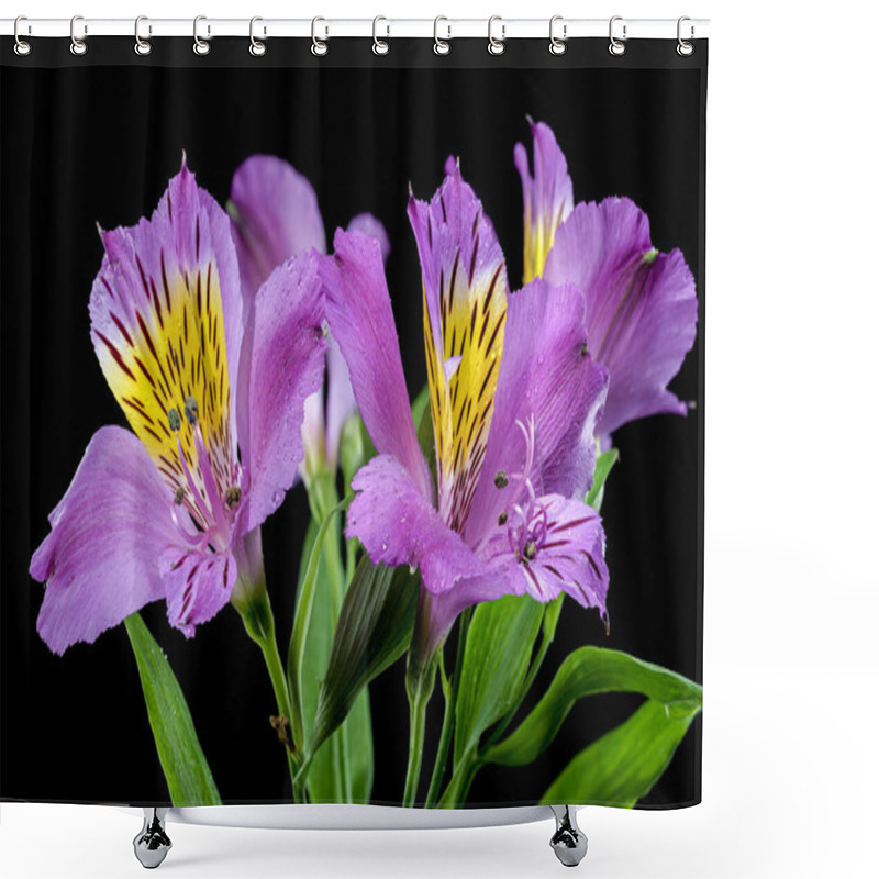 Personality  Vibrant Purple Alstroemeria Navarro Flowers With Yellow And Black Markings, Captured On A Black Background Shower Curtains