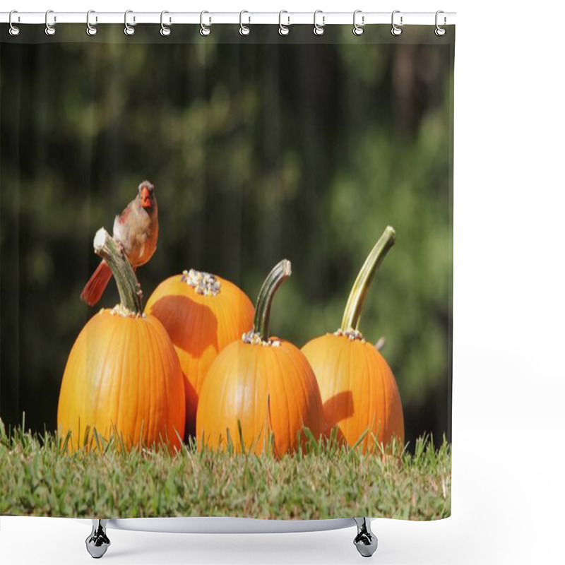 Personality  Northern Cardinal Feeding Sunflower Seeds Laid On Yellow Pumpkins. As Photographed In Saint Louis, Missouri, USA Shower Curtains