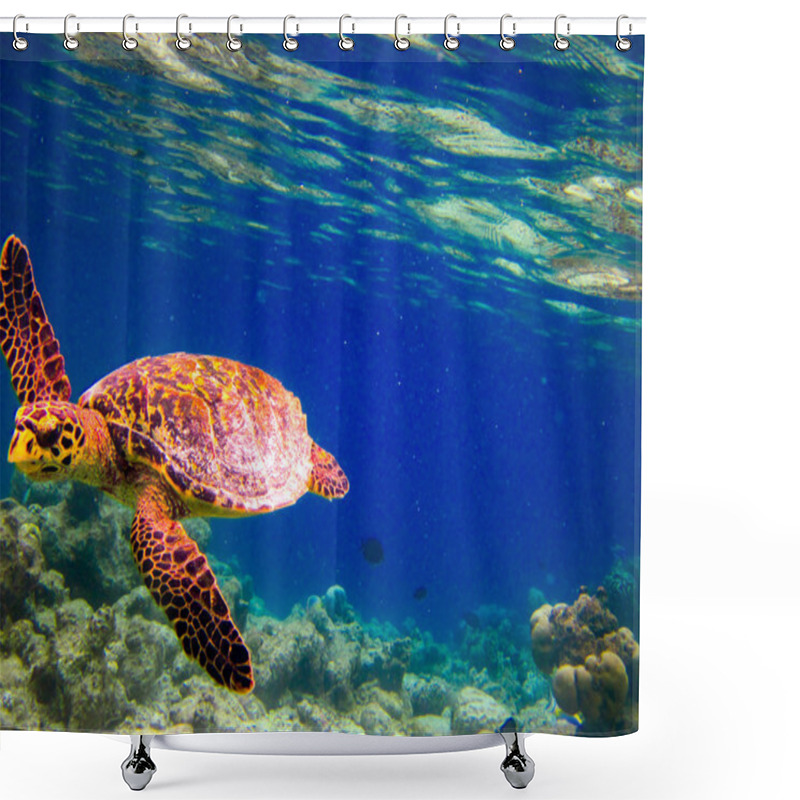 Personality  Hawksbill Turtle Swiming Like Flying Shower Curtains