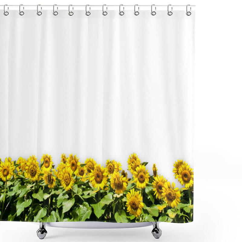 Personality  Sun Flower Isolated On White Background Shower Curtains