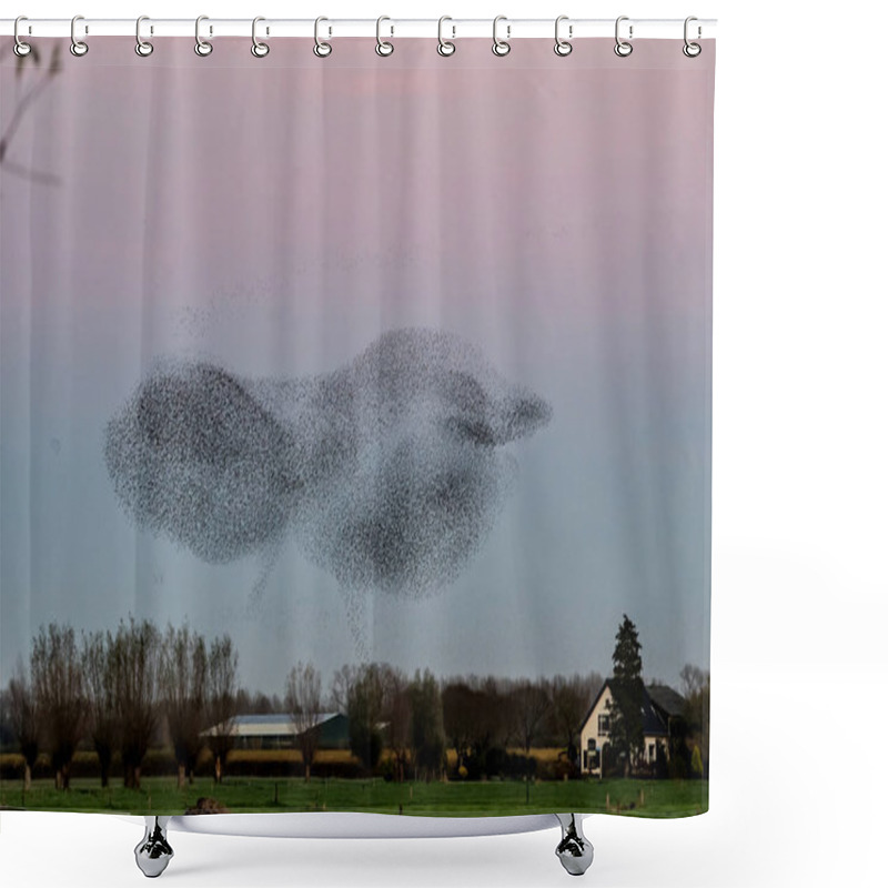 Personality  Starling Murmurations. A Large Flock Of Starlings Fly At Sunset In The Netherlands. Hundreds Of Thousands Starlings Come Together Making Big Clouds To Protect Against Birds Of Prey.  Shower Curtains