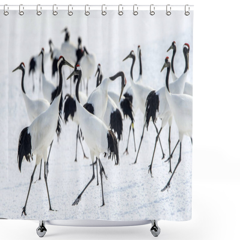 Personality  The Red-crowned Cranes. Scientific Name: Grus Japonensis, Also Called The Japanese Crane Or Manchurian Crane, Is A Large East Asian Crane. Japan. Shower Curtains