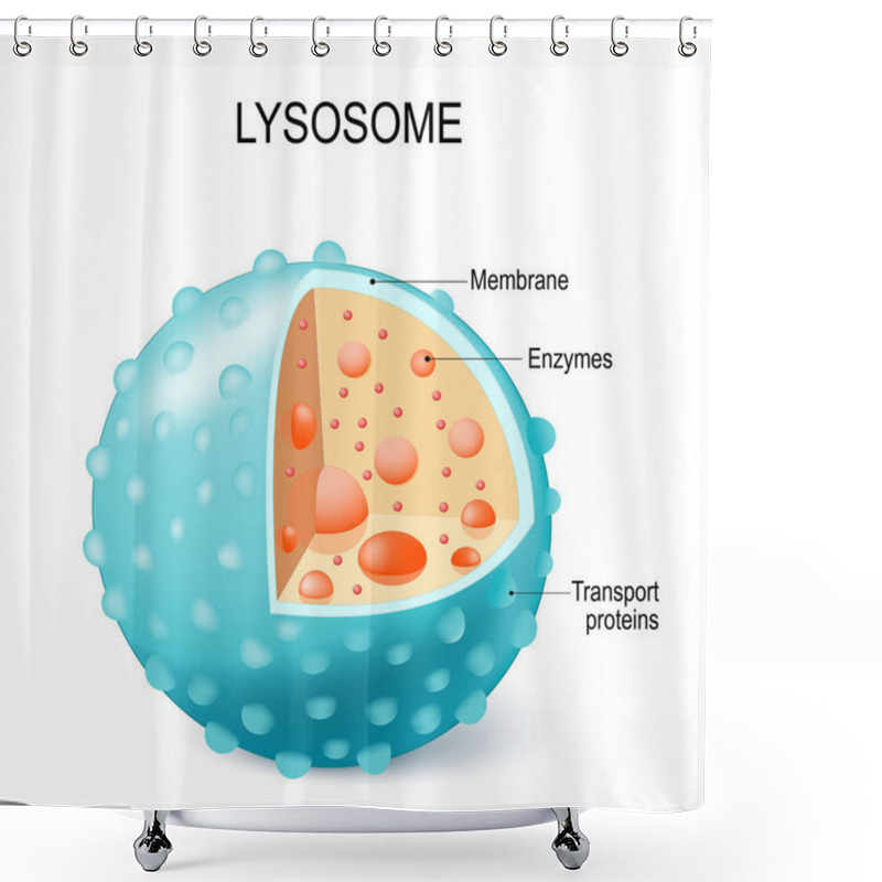 Personality  Anatomy Of The Lysosome: Hydrolytic Enzymes, Membrane And Transport  Proteins. This Organelle Use The Enzymes To Break Down And Digest Food Particles, Engulfed Viruses Or Bacteria In The Cell. Vector Diagram For Medical Use Shower Curtains